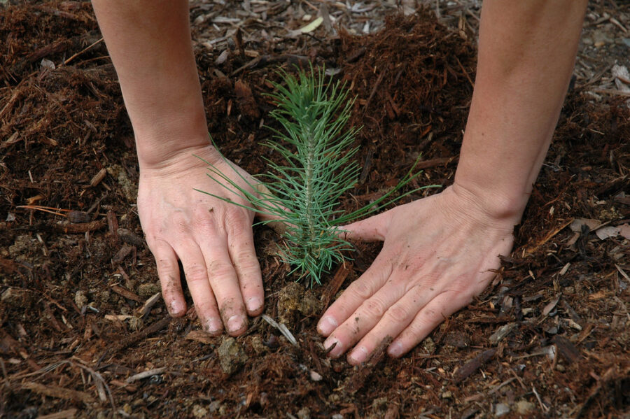 Growth Mindset: How to Develop One and Why It Matters
